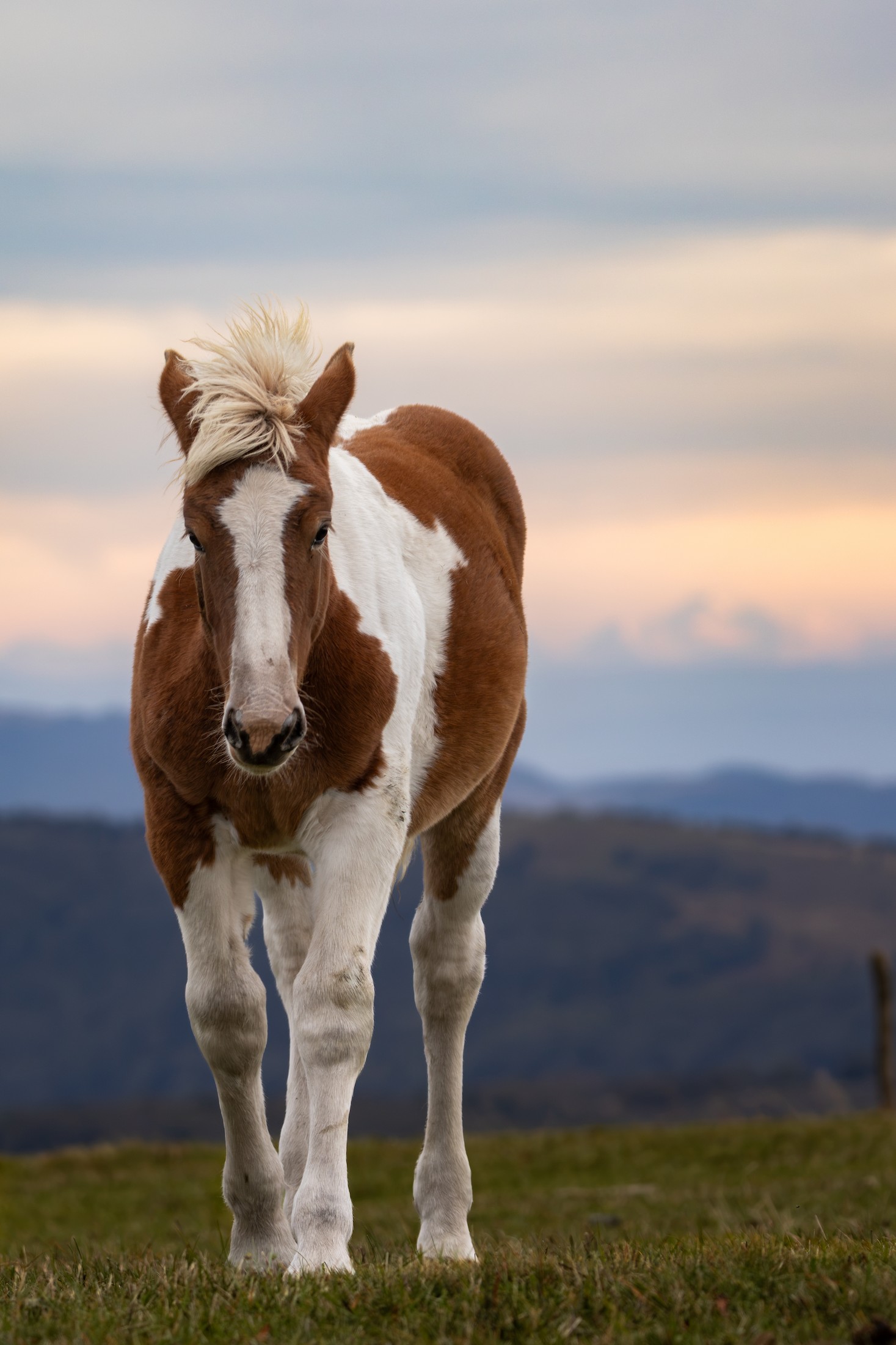 Cheval