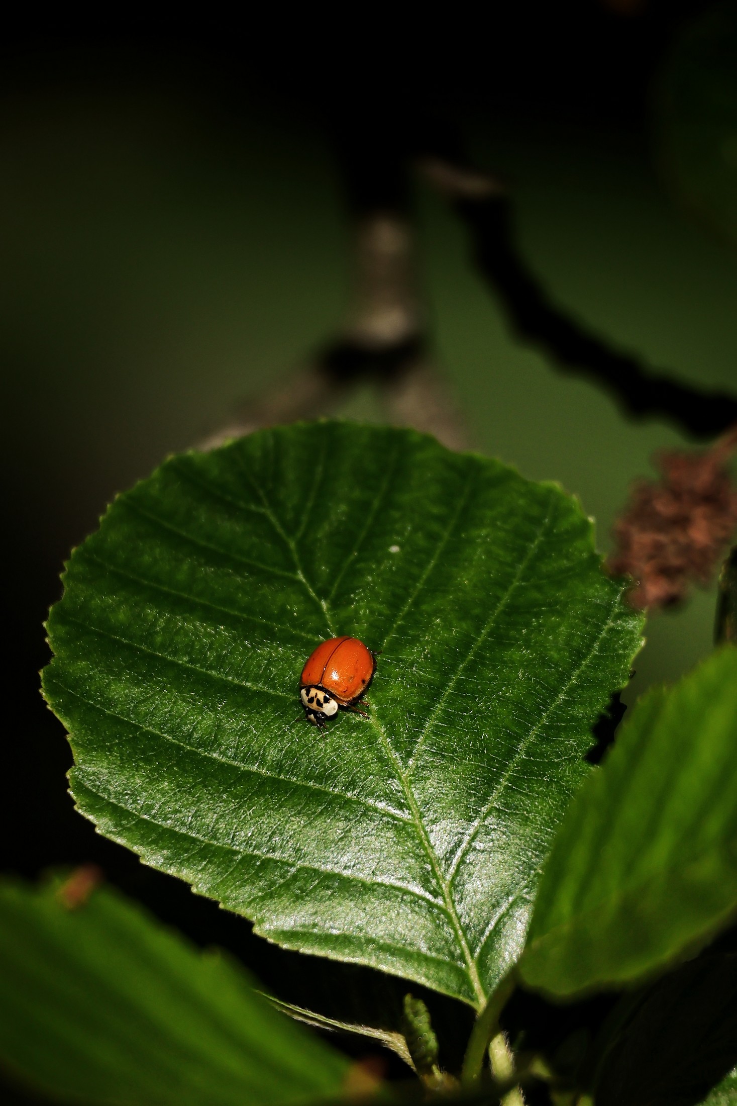 Coccinelle