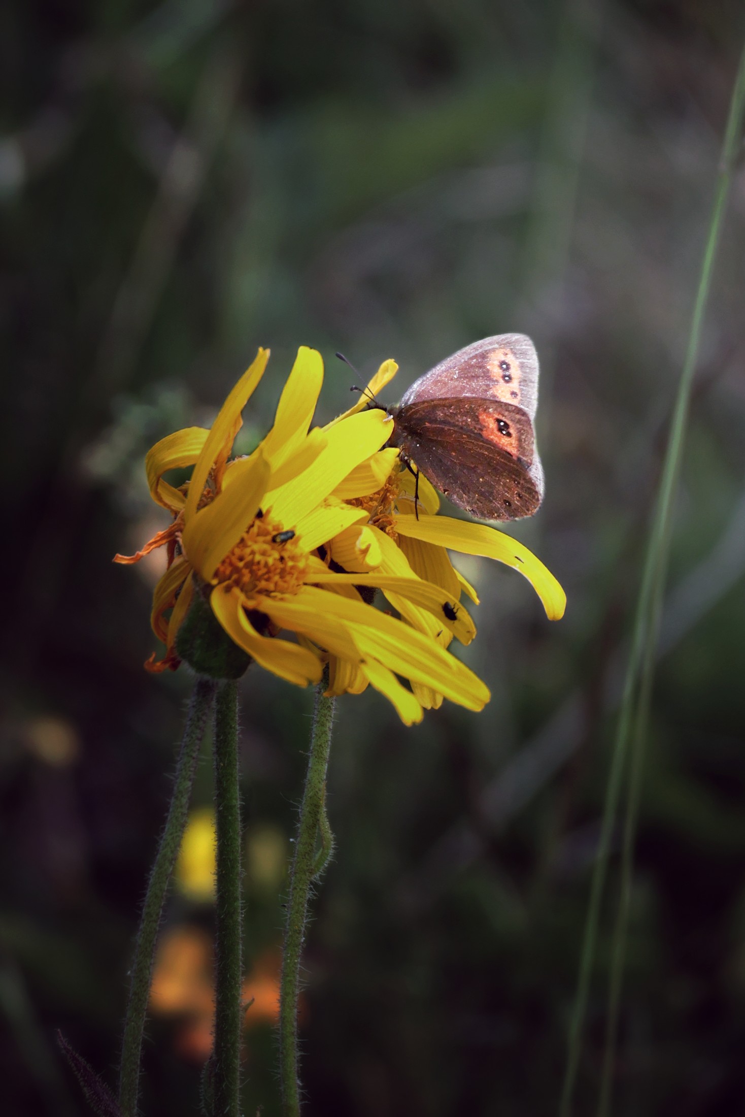 papillon