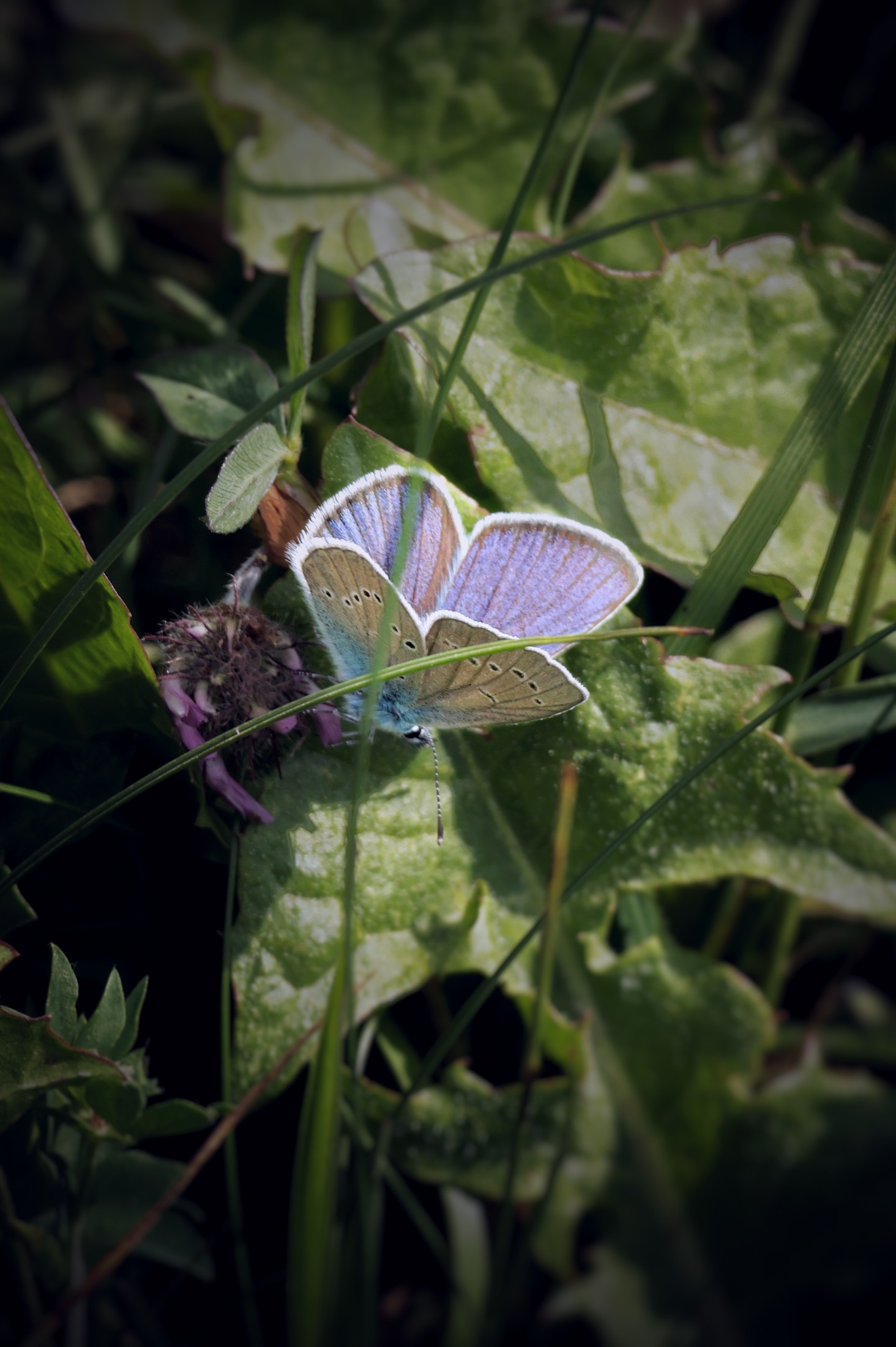 Papillon bleu